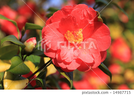 Red camellia flowers and buds 14987715