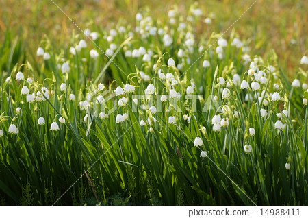 Snowdrop snow plow 14988411