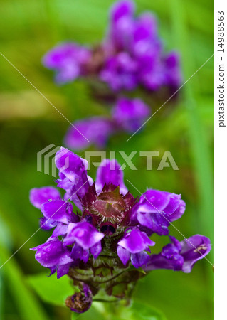 Close-up of Utsubokusa 14988563