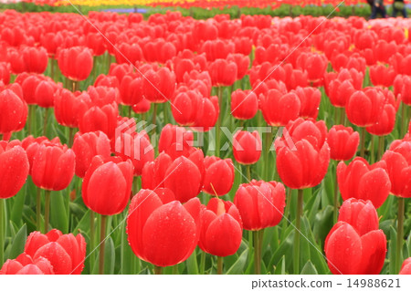 鬱金香 14988621