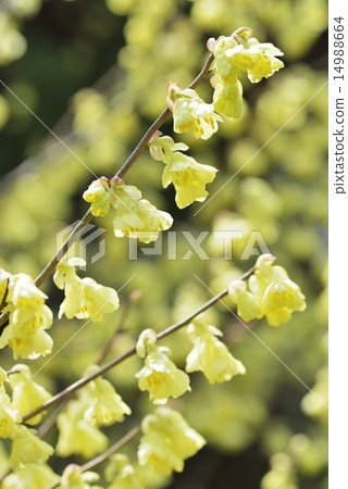 Hyuga mizuki Hyuga mizuki 14988664