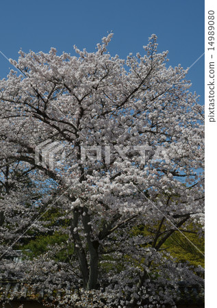 Cherry blossoms at Daigoji Cherry blossoms at Daigoji 14989080