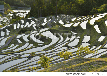 水稻種植前的丸山千住/熊野市三重縣 水稻種植前的丸山千住/熊野市三重縣 14989139