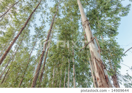 Eucalyptus tree against sky Eucalyptus tree against sky 14989644
