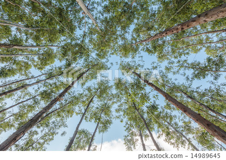 Eucalyptus tree against sky Eucalyptus tree against sky 14989645