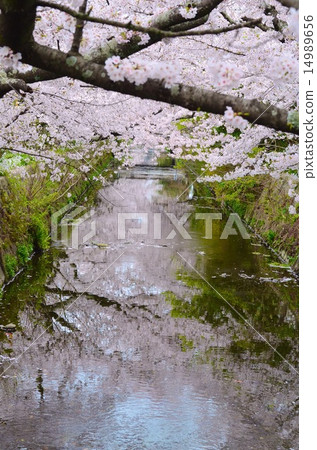 Cherry blossoms in the Nishio-shi Midori River (Vertical) Cherry blossoms in the Nishio-shi Midori River (Vertical) 14989656