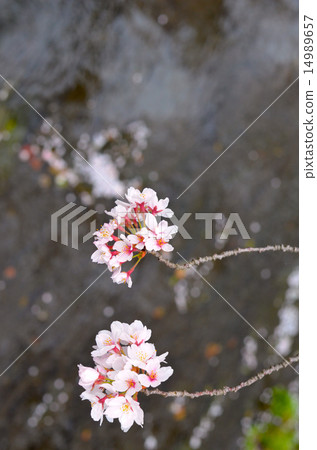 Sakura at the end of a twig Sakura at the end of a twig 14989657