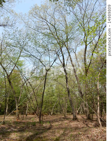 Miscellaneous forest of spring 1 Miscellaneous forest of spring 1 14989809