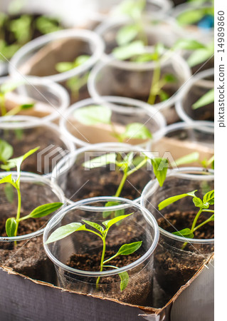 Green seedling 14989860