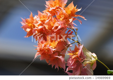 Bougainvillea Orange 14989969