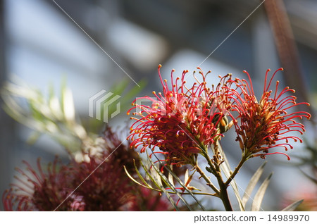 Safflower Hagoromonoki safflower Hakari tree Safflower Hagoromonoki safflower Hakari tree 14989970