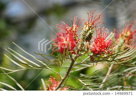Safflower Hagoromonoki safflower Hakari tree Safflower Hagoromonoki safflower Hakari tree 14989971