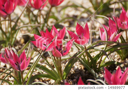 Mini Tulip Hagely Awaji Island Hill of England Mini Tulip Hagely Awaji Island Hill of England 14989977