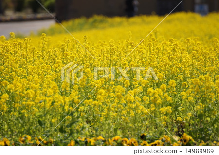Rape flower England hill Oka flower garden 14989989