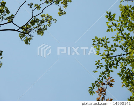 Blue sky and trees Blue sky and trees 14990141