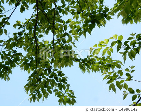 Blue sky and tree Blue sky and tree 14990142