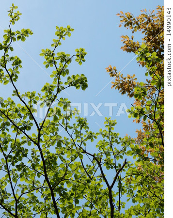 Blue sky and trees Blue sky and trees 14990143