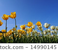 Tulip 14990145
