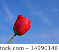Tulip 14990146