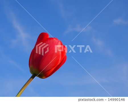 Tulip Tulip 14990146