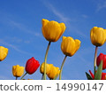 Tulip 14990147