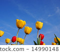 Tulip 14990148