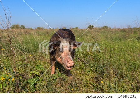 pig on a meadow pig on a meadow 14990232