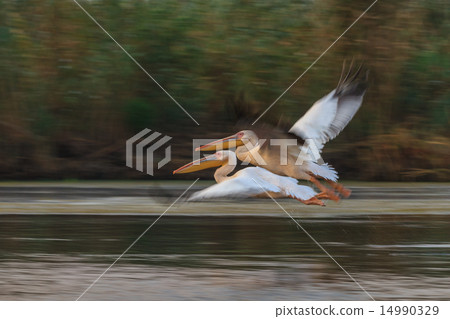 white pelicans (pelecanus onocrotalus) 14990329