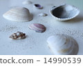 Seashell 14990539