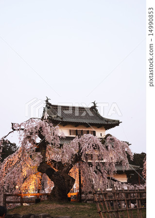 Cherry blossoms in Hirosaki castle Cherry blossoms in Hirosaki castle 14990853