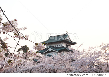 Cherry blossoms in Hirosaki castle Cherry blossoms in Hirosaki castle 14990854