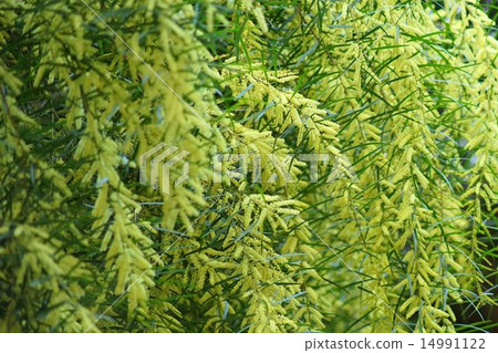Acacia longifolia flower Acacia longifolia flower 14991122