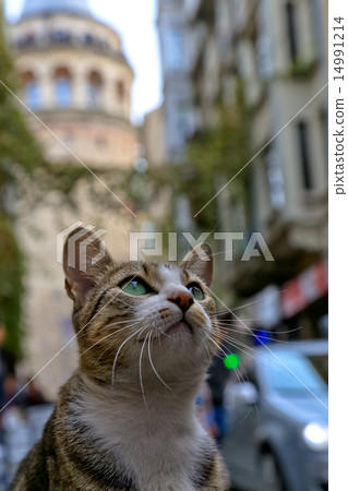 Istanbul Galata tower cat 14991214