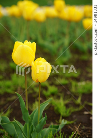 Tulip Tulip 14991333