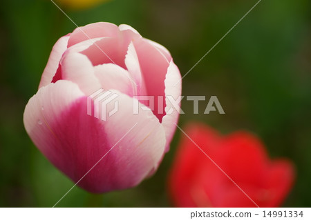 Tulip 14991334
