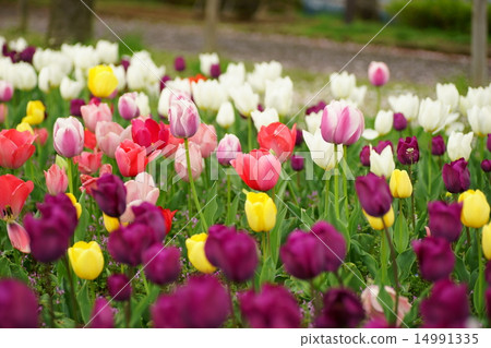 Tulip Tulip 14991335