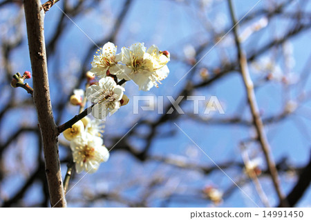 图库照片 开花 花 白梅花