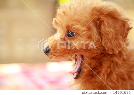 Toy poodle baby toypoodle 14991655