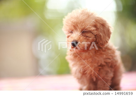 Toy poodle baby toypoodle 14991659