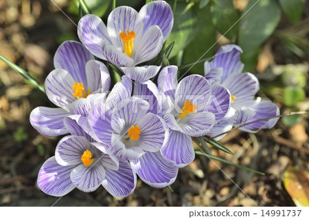 Crocus Crocus 14991737