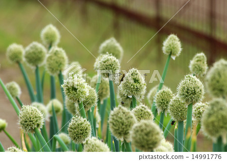 Green onion shaved Green onion shaved 14991776