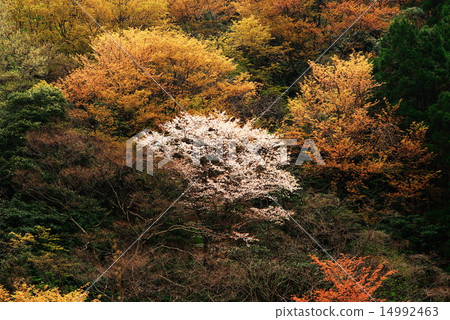 Winter cherry tree of Temple 14992463