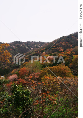 冬天櫻花樹的寺廟 冬天櫻花樹的寺廟 14992470