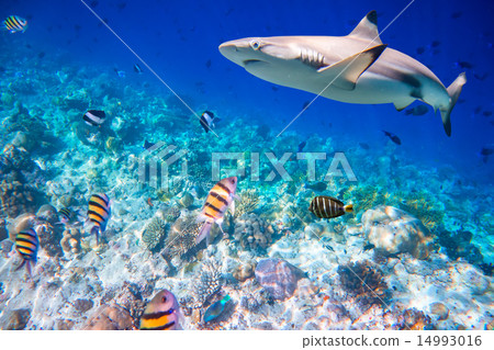 Tropical Coral Reef. 14993016