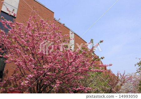 Mints · Cherry blossoms walk through 14993050