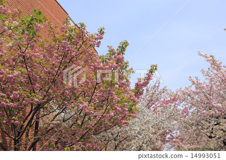 Mints · Cherry blossoms walk through 14993051