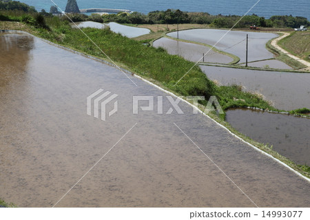 在東部的稻田梯田 14993077