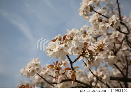 Omori cherry tree 14993101
