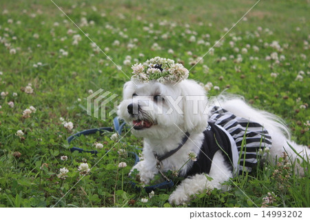 Crown of white clawed grass Crown of white clawed grass 14993202
