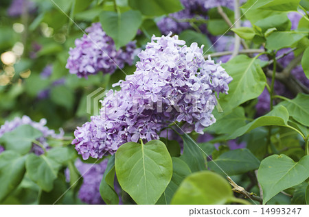 Spring lilac flowers Spring lilac flowers 14993247
